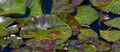 Dragonfly flying in a zen garden. Dragonfly