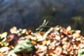 Close-up Dragonfly Flying Over the Lake in Autumn Royalty Free Stock Photo