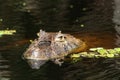 Close up of dragonfly on the head of an aligaÃÂ¡tor Caiman latirostris Caiman Crocodilus Yacare Jacare, in the rive