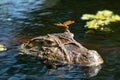 Close up of dragonfly on the head of an aligÃÂ¡tor Caiman latirostris Yacare Caiman, Caiman Crocodilus Yacare Jacare, in the rive