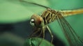 Close-up dragonfly head in macro Royalty Free Stock Photo