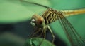 Close-up dragonfly head in macro