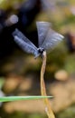 A close up of a dragonfly landing on a stick
