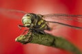 Dragonfly this is sitting on a small twig against a red background.