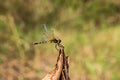 Dragonfly on tree branch