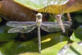 Close-up of a dragonfly on a lily pad Royalty Free Stock Photo