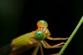 Close-up dragonfly night time Royalty Free Stock Photo