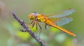 Close Up of a Dragonfly Perched on a Branch Royalty Free Stock Photo