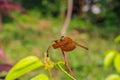 Close-up of a dragonfly perched on a green leaf Royalty Free Stock Photo