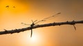 A close-up of a dragonfly perched on a twig, illuminated by the golden hour