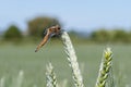 Wheat crop Royalty Free Stock Photo