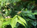 close up of Dragonfly perching on the leaves background