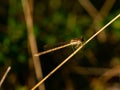 Close up of dragonfly, resting on dry grass. Selective focus. Royalty Free Stock Photo