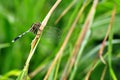 Close up dragonfly resting on wild grass Royalty Free Stock Photo