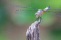 Dragonfly show eye and wing Royalty Free Stock Photo