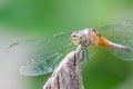 Dragonfly show eye and wing Royalty Free Stock Photo