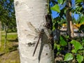 Close-up. Dragonfly sits on a birch trunk on a sunny summer day Royalty Free Stock Photo