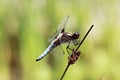 Close-Up Of Dragonfly On Stem Royalty Free Stock Photo