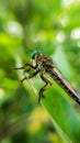 The close up dragonfly