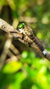 The close up dragonfly