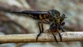 The close up dragonfly