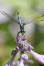 Close up of dragonfly on the top of pink flower, look at the camera, detailed eyes and wings. Green background. Vertical image.