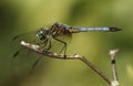 Close up of dragonfly on a twig Royalty Free Stock Photo