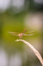 Close up of dragonfly, Vagrant darter. Royalty Free Stock Photo