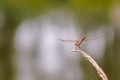 Close up of dragonfly, Vagrant darter. Royalty Free Stock Photo