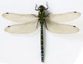 Close up Dragonfly