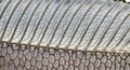Close-up of a dragonfly wing, displaying intricate venation and a translucent texture. The wing Royalty Free Stock Photo