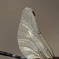 Close-up of a dragonfly wing showcasing intricate, translucent patterns with a Royalty Free Stock Photo