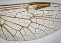 Close-up of a dragonfly wing, showcasing its intricate network of translucent, Royalty Free Stock Photo