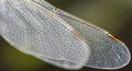 Close-up of a dragonfly wing showcasing Royalty Free Stock Photo