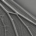 Close up of a dragonfly wing under a scanning electron microscope Royalty Free Stock Photo
