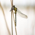 Close up Dragonfly with wings sitting on the stick Royalty Free Stock Photo
