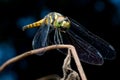 Close-up Dragonfly yellow