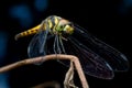 Close-up Dragonfly yellow