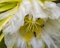 Close up of Dragonfruit Flower after the rain with waterdrops on white petals with yellow stamen and bees Royalty Free Stock Photo