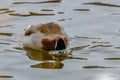 Close up of a Drake Mallard Anas platyrhynchos submerging his head under water to feed on the lake bottom. Royalty Free Stock Photo