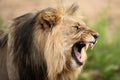 A close up dramatic profile portrait of an aggressive growling male lion