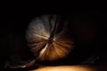 Close up of a dramatic walnut looking at you from the darkness