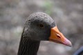 The beautiful grey duck, closeup