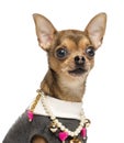 Close-up of a dressed up Chihuahua, isolated