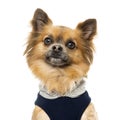 Close up of a dressed up Chihuahua, isolated