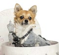 Close-up of a dressed up Chihuahua sitting in a clothes box