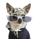 Close-up of a dressed-up Chihuahua wearing glasses