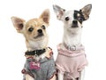 Close-up of dressed-up Chihuahuas, looking up