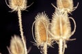 Close up of dried autumn thistles