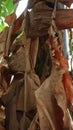 Close up dried banana leaves Royalty Free Stock Photo